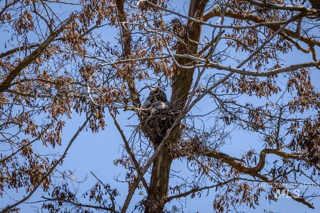 277 acres Timber Butte Rd, Sweet, ID 83670 photo 13