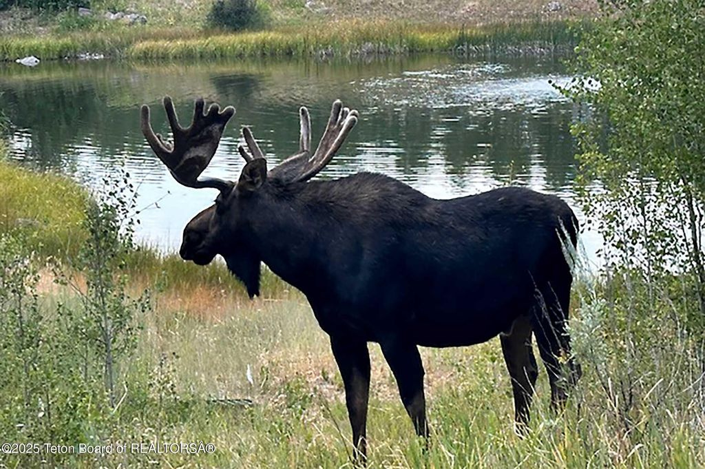 3000 N RIVA RIDGE Road, Jackson, WY 83001 photo 75