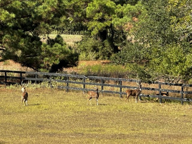 404 Saint Andrews DR, New Ulm, TX 78950