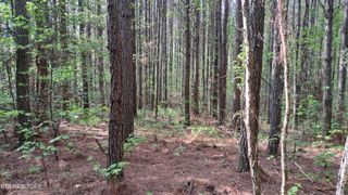 Lot 14 Airport Rd (PCA), Rockwood, TN 37854