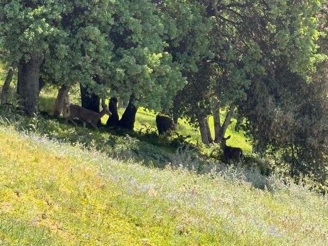 8641 Riverwood Dr, Placerville, CA 95667