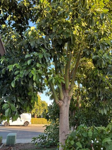 817 Derbe Drive, San Jose, CA 95122