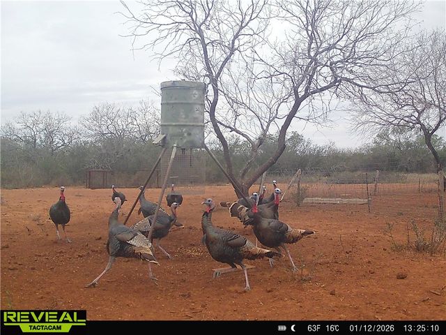 0 CR 145 & CR 173, Alice, TX 78332