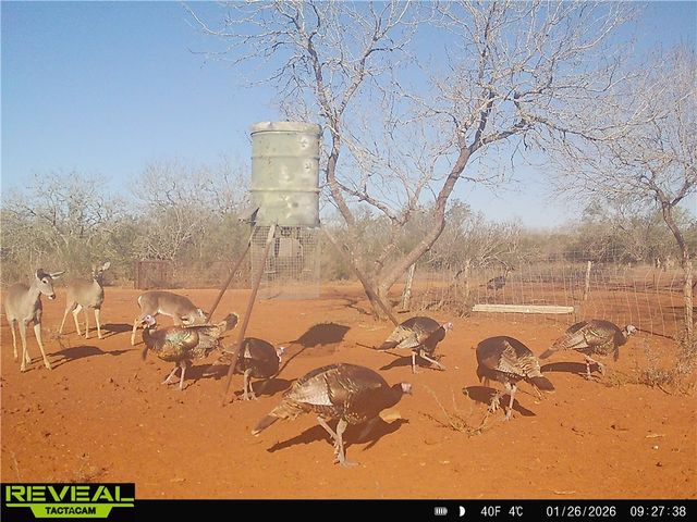 0 CR 145 & CR 173, Alice, TX 78332