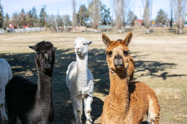 12244 NW 10th Street, Terrebonne, OR 97760