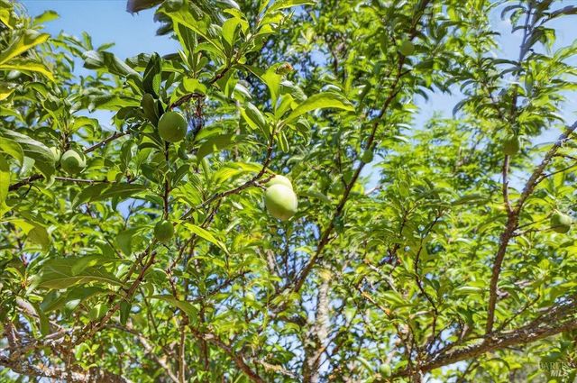 3477 Thorn Rd, Sebastopol, CA 95472