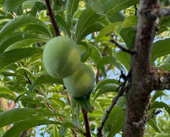 3477 Thorn Rd, Sebastopol, CA 95472