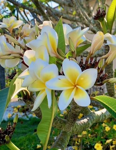 391 VIA ESPLANADE, Punta Gorda, FL 33950