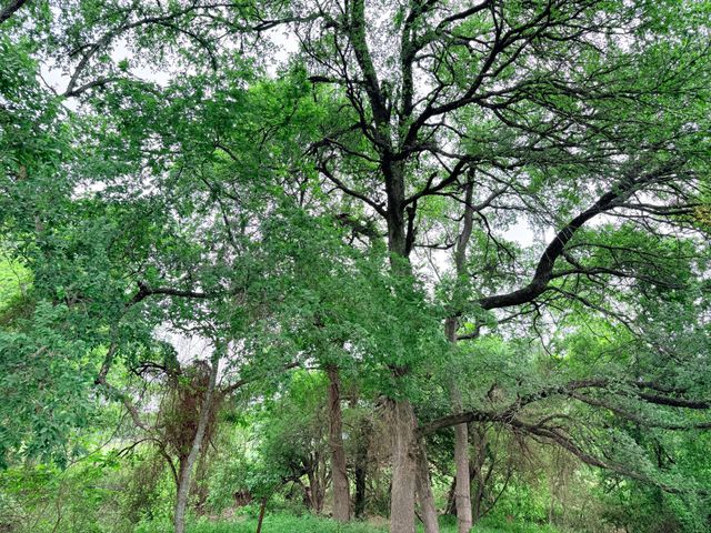 20 Acres Gathings Avenue, Covington, TX 76636