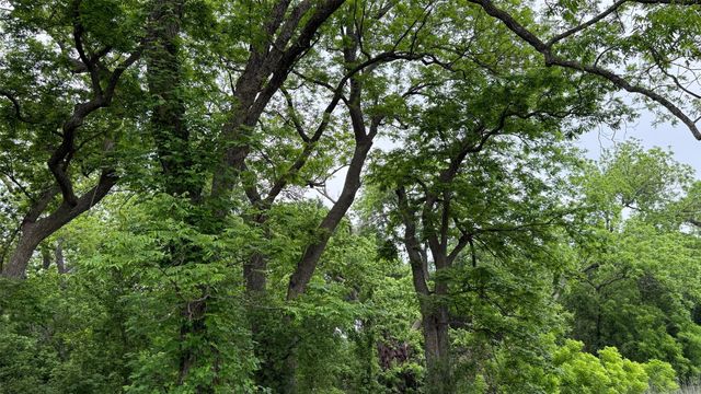20 Acres Gathings Avenue, Covington, TX 76636