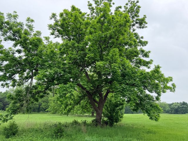 20 Acres Gathings Avenue, Covington, TX 76636