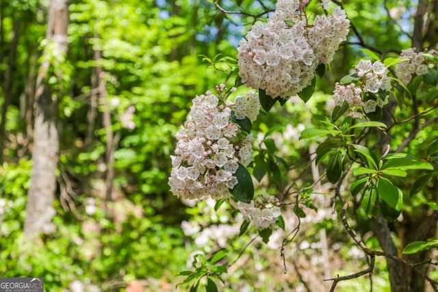 108 Olds Mountain Peak, Rabun Gap, GA 30568