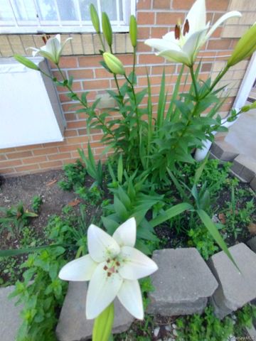 933 Tilden Street, Bronx, NY 10469