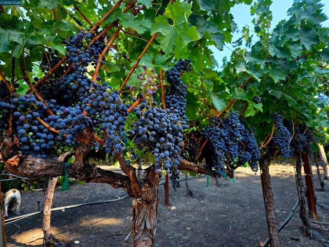 10 Elizabeth Ln, Danville, CA 94526