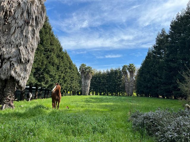 28108 Thornton Rd, Thornton, CA 95632