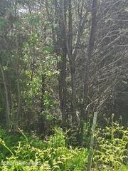 1200 Alpine Dr, Fernwood, ID 83830