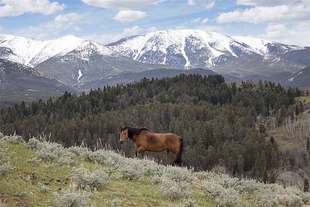 94 Sheep Mountain Road (w/ 614 AC State Lease), Red Lodge, MT 59068 photo 35