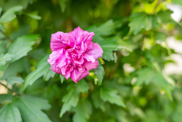 30 W Woods Circle, Yarmouth Port, MA 02675