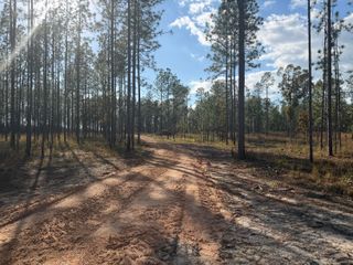 24.53 Acre Crown Zellerback, Lumberton, MS 39455