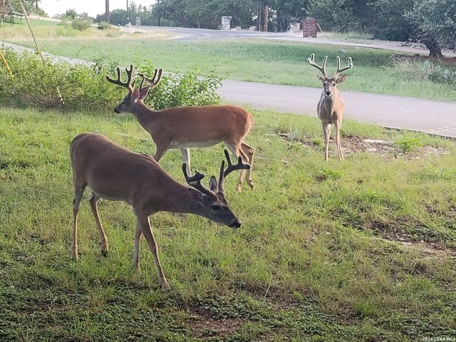 630 Solo Street, San Antonio, TX 78260