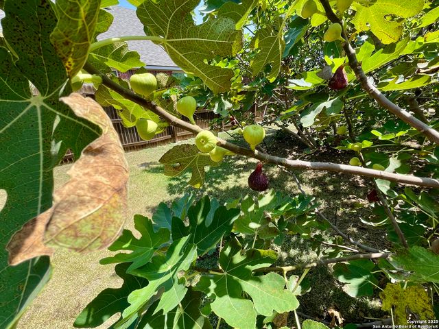 1026 Faith Ranch, San Antonio, TX 78245