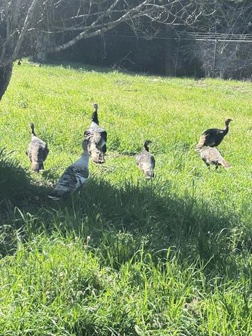 50 Escondido Place, La Honda, CA 94020