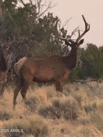 Lot 1041 Woodland Valley Ranch -- 1041, St Johns, AZ 85936