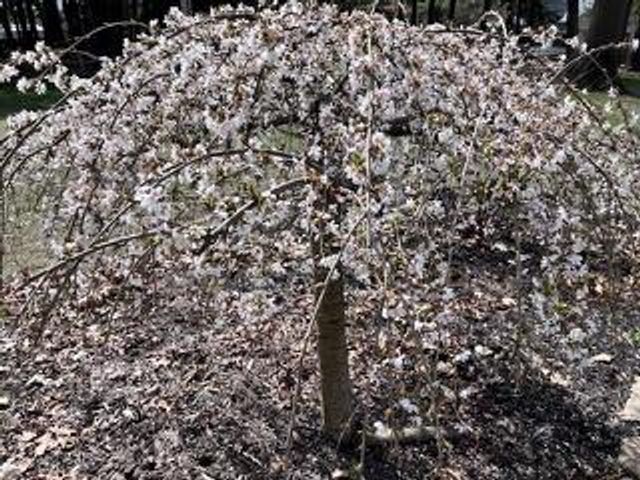 51433 8th Avenue, Grand Junction, MI 49056