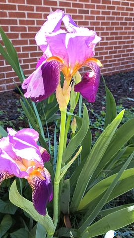 505 Bellingrath Drive, Huntsville, AL 35802