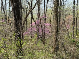 Lots 1 & 2 Murray Hollow RD, Thaxton, VA 24174