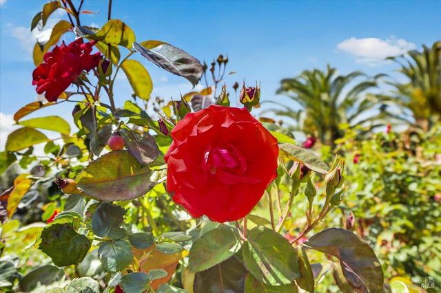 484 Oak St, Penngrove, CA 94951