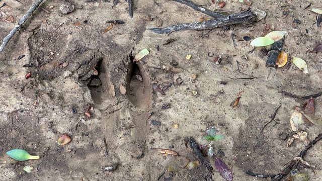 0 Fiscus Cemetery Road, Coal City, IN 47427