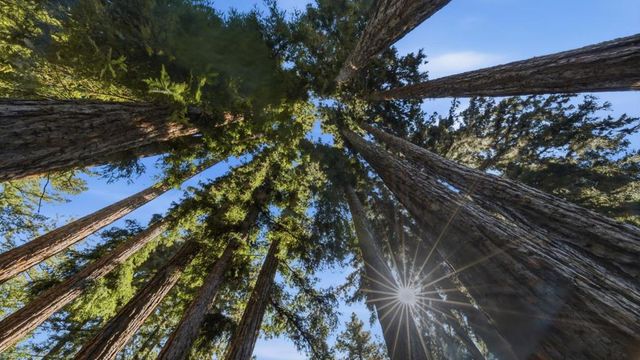 250 Keller Drive, Boulder Creek, CA 95006