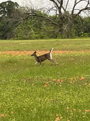 17 AC St Beulah Chapel Rd, Montgomery, TX 77316