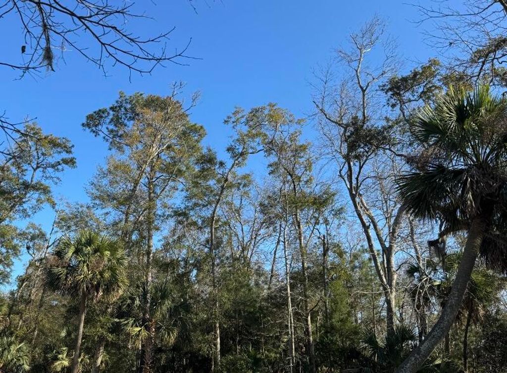 Image 3 of property listing at 8785 Palmetto Road, Edisto Island, SC 29438