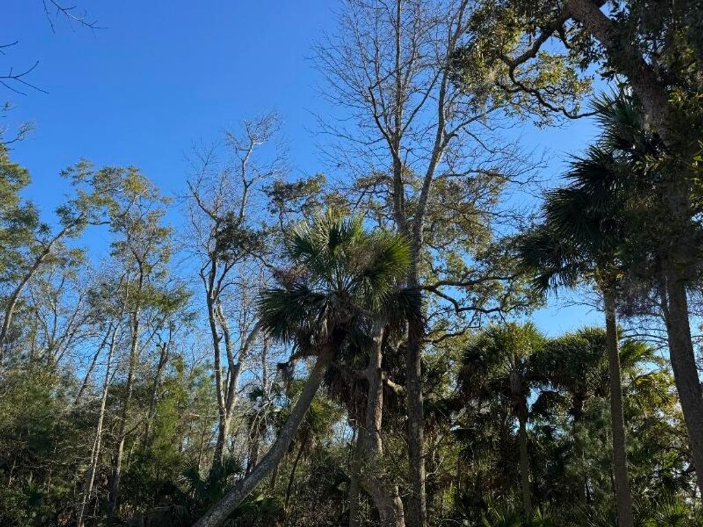 Image 6 of property listing at 8785 Palmetto Road, Edisto Island, SC 29438