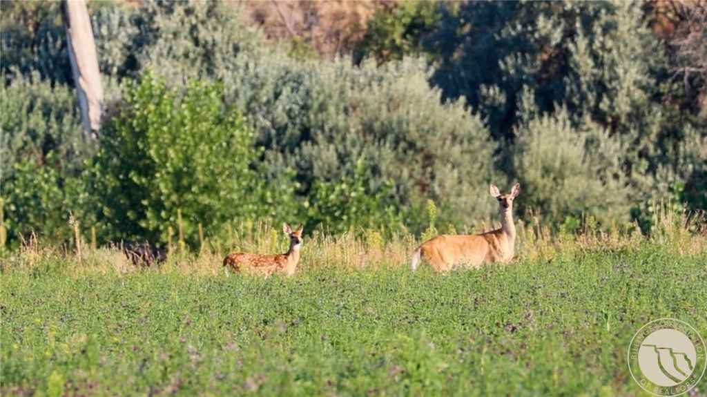 2573 Road 8, Huntley, MT 59088 photo 15