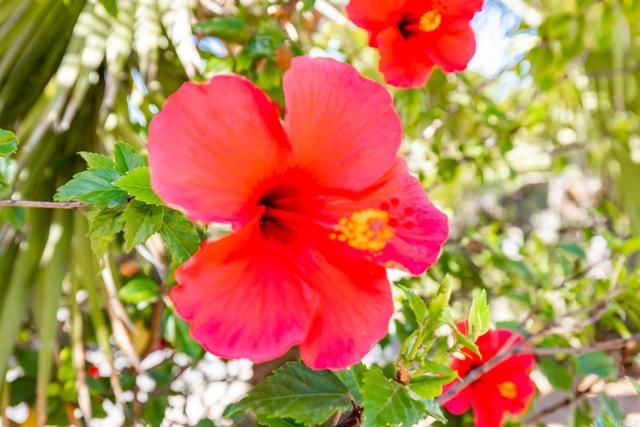 224 Astro Court, Vista, CA 92083