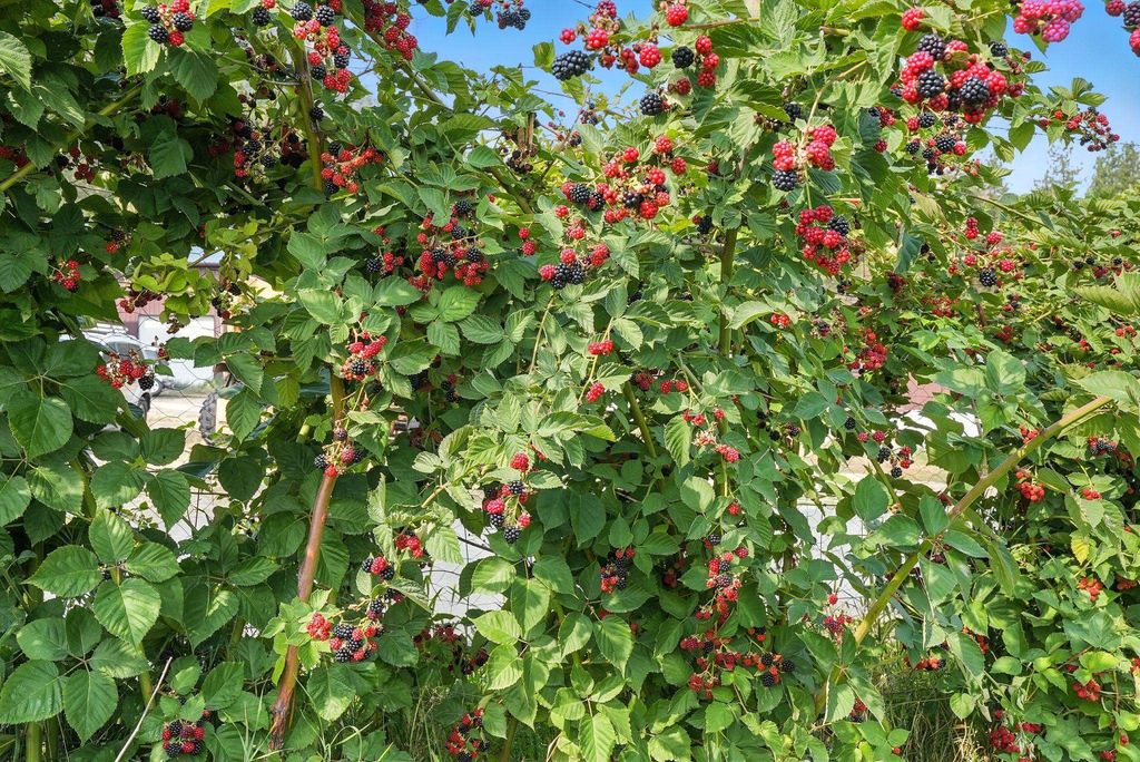 38278 Angels Landing Rd N, Ford, WA 99013 photo 39