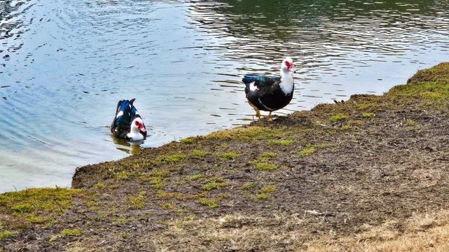 5181 Casentino Ct., Myrtle Beach, SC 29579