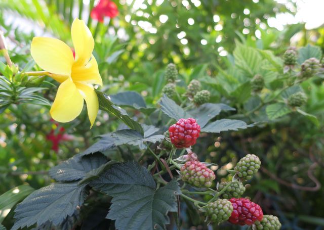 51010 Galina Bay, Boynton Beach, FL 33436