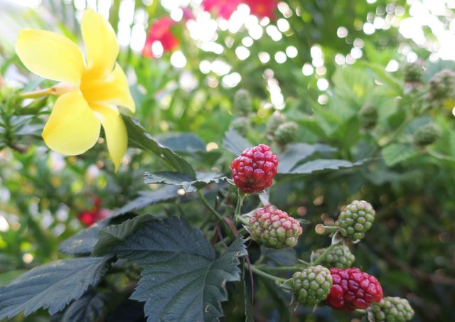 51010 Galina Bay, Boynton Beach, FL 33436