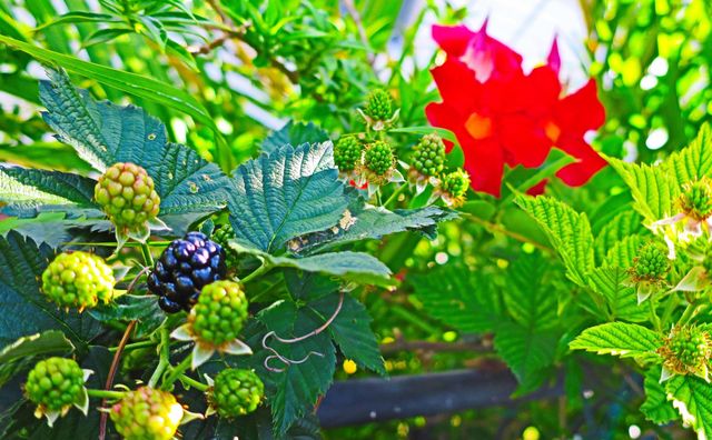 51010 Galina Bay, Boynton Beach, FL 33436