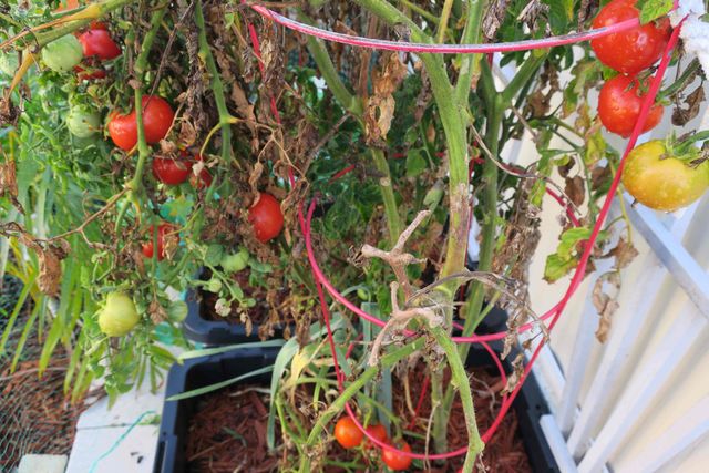 51010 Galina Bay, Boynton Beach, FL 33436