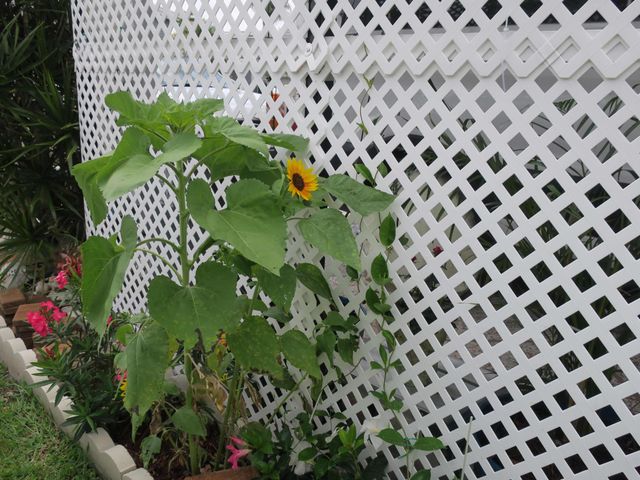 51010 Galina Bay, Boynton Beach, FL 33436