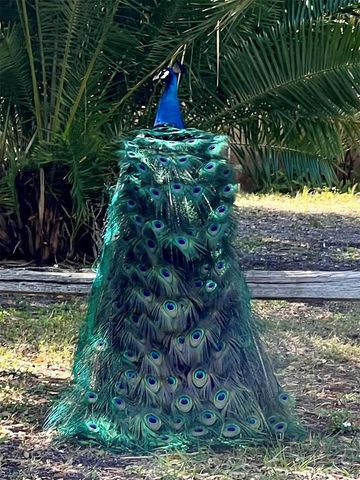 1437 COUNTRY CLUB RD N ROAD N COUNTRY CLUB RD N, St Petersburg, FL 33710