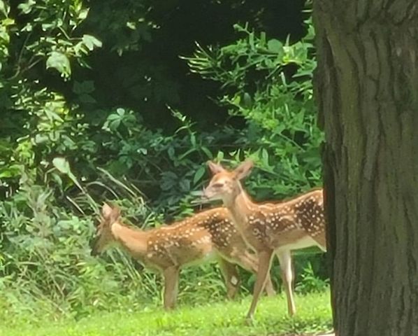 26 S Fairview Avenue, Niles, MI 49120