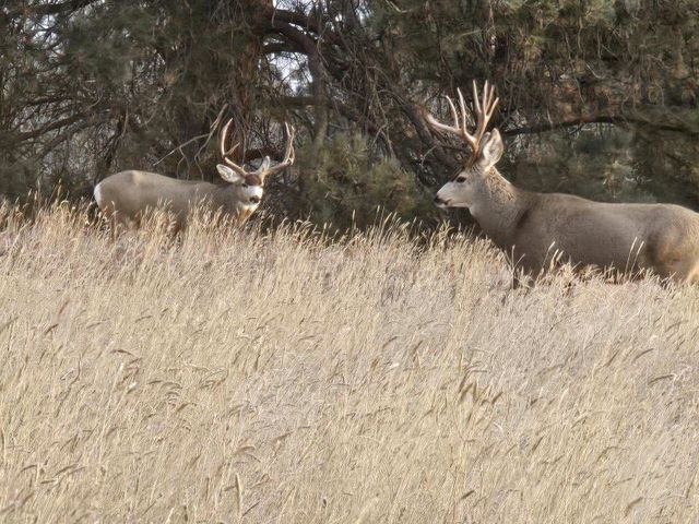 TBD County Rd 147A, Custer, MT 59024