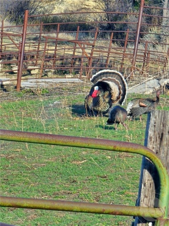 TBD County Rd 147A, Custer, MT 59024 photo 13