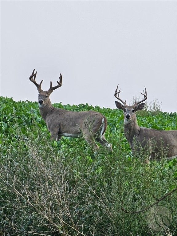 TBD County Rd 147A, Custer, MT 59024 photo 3